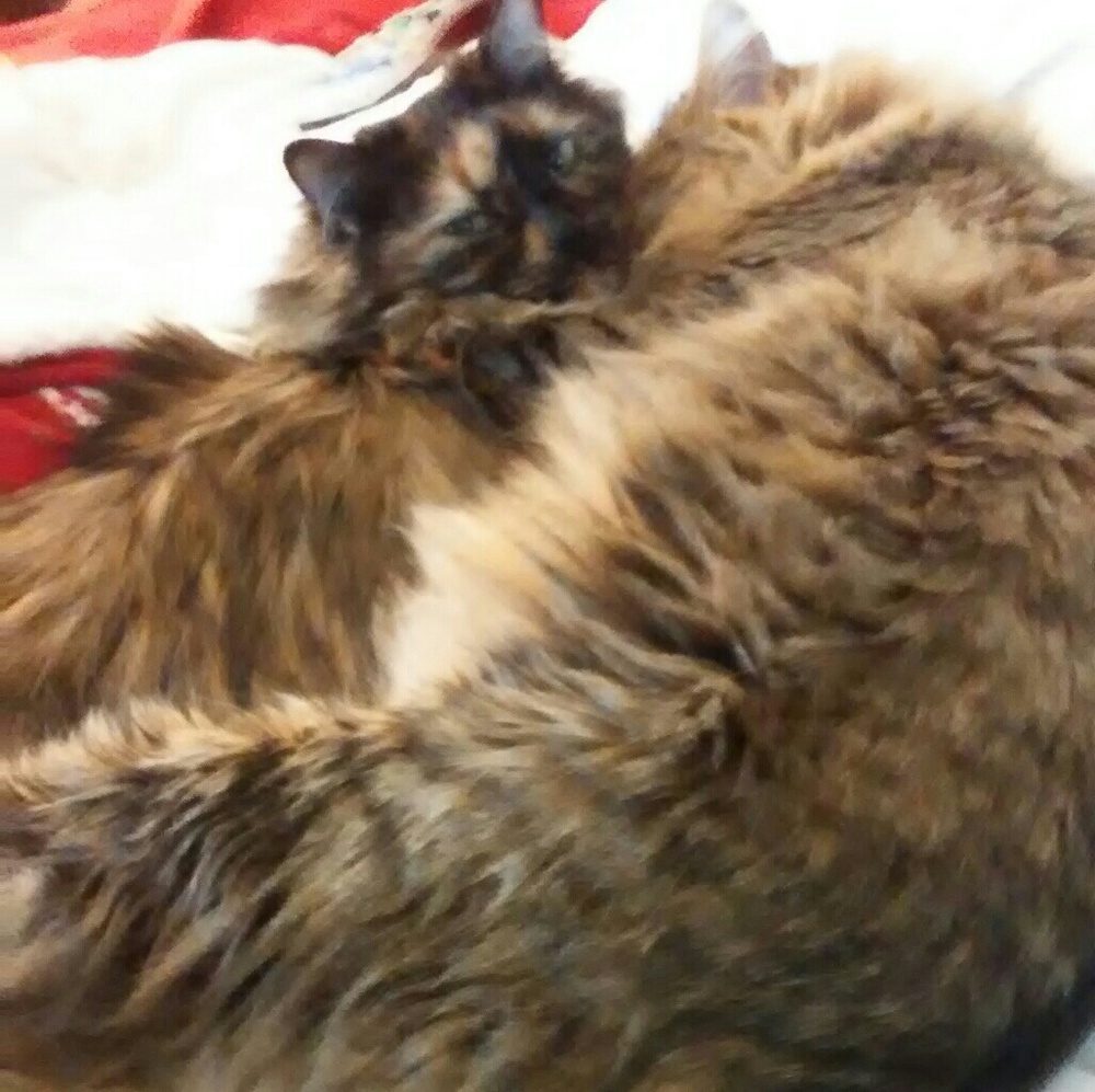 PURRRE LOVE....... - Picture 6 of 8